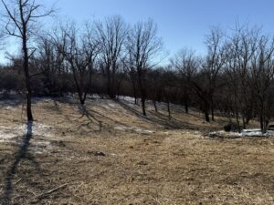 From Overgrown to Opportunity - Land Clearing & Mulching Done Right